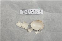 藏品(白頰山雀卵)的圖片